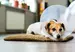 A dog after surgery