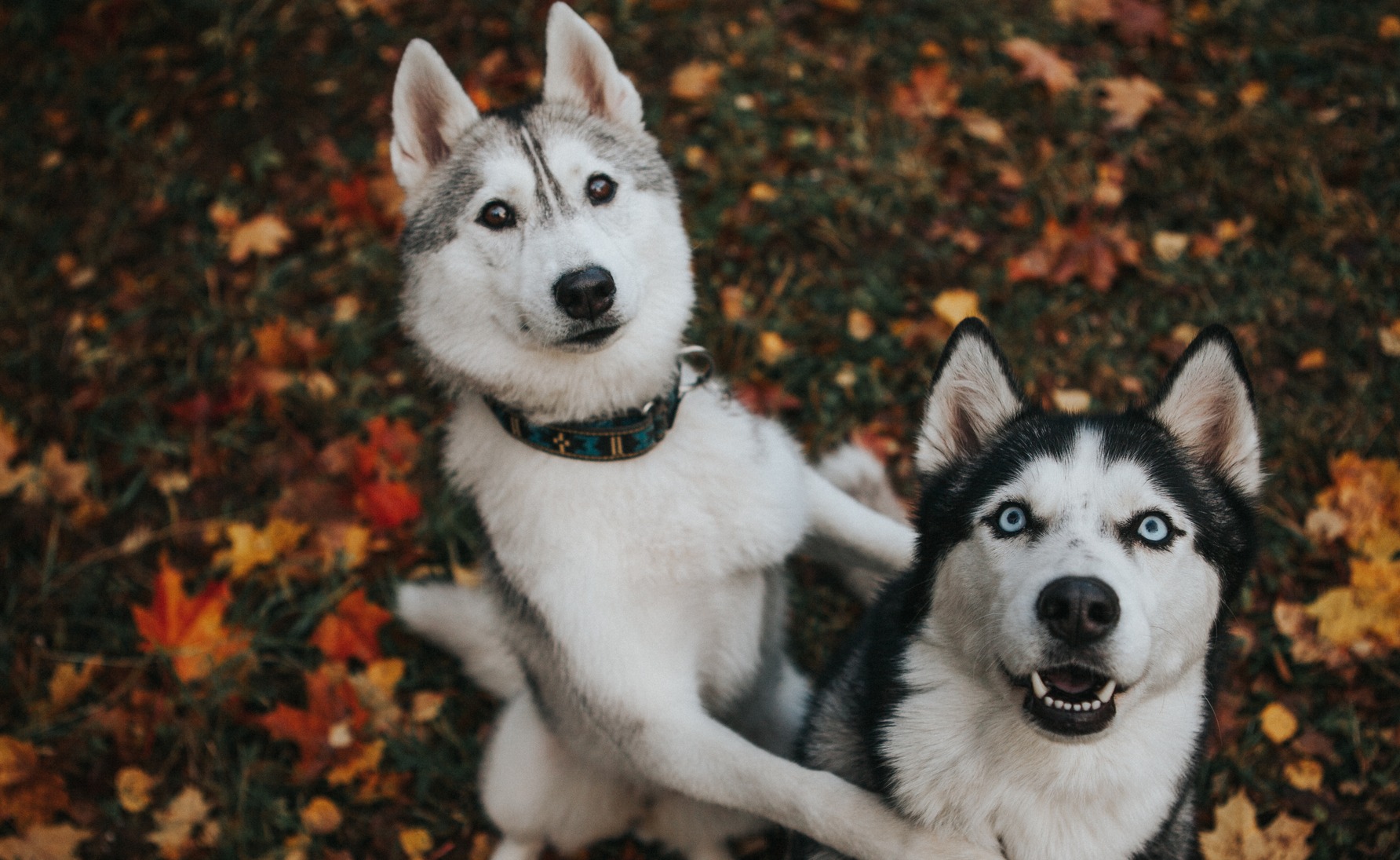 two beautiful husky dogs in the autumn garden