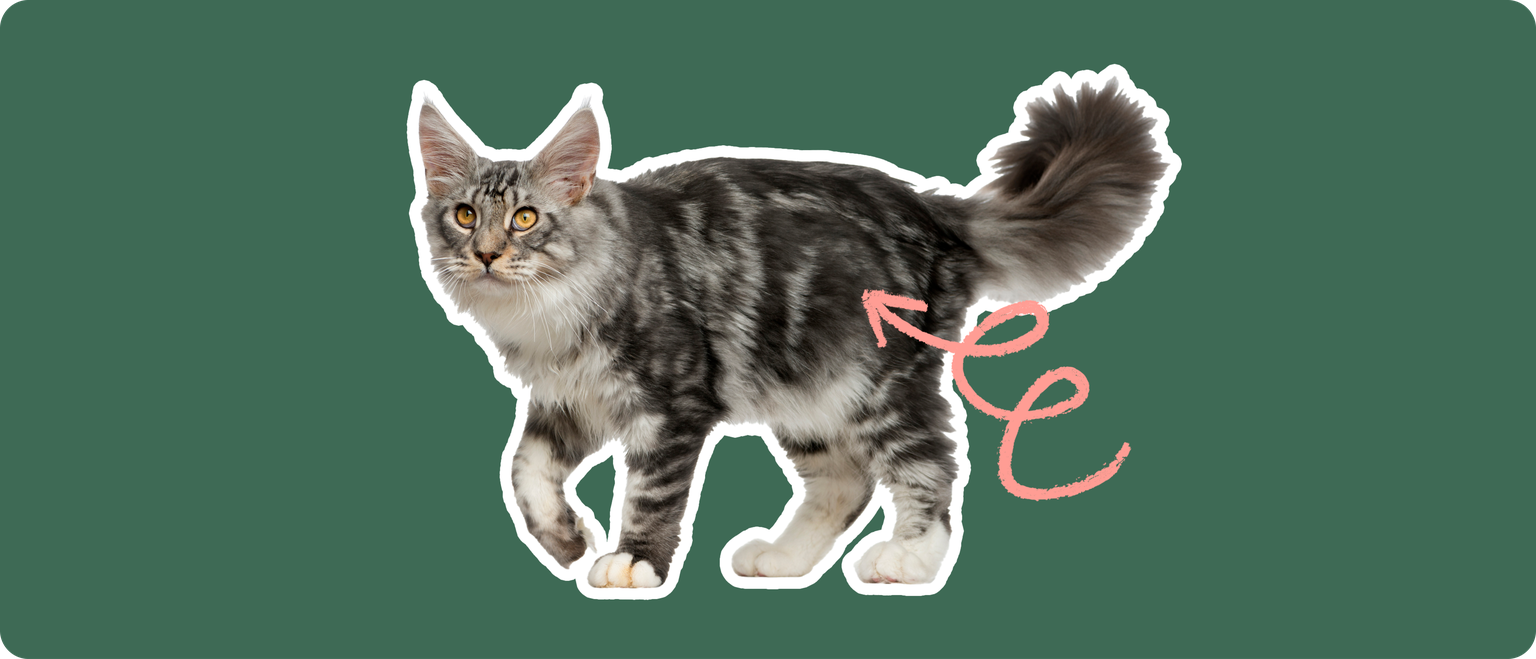 A Maine Coon cat with a pink circular highlight over the hip area, likely emphasizing the hip joint for discussions around hip dysplasia in the breed.