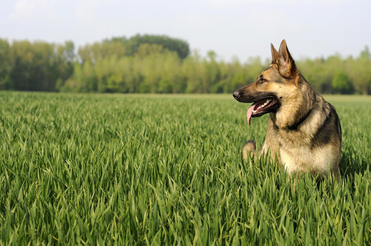 German Shepherd dog looking right