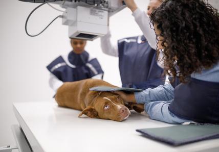 Dog getting an x ray