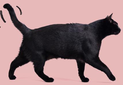 A black cat walking across a pink background, 3 lines indicate the cats tail is wagging