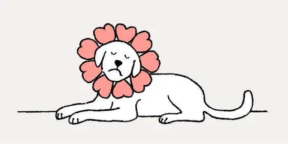 A dog with a flower collar