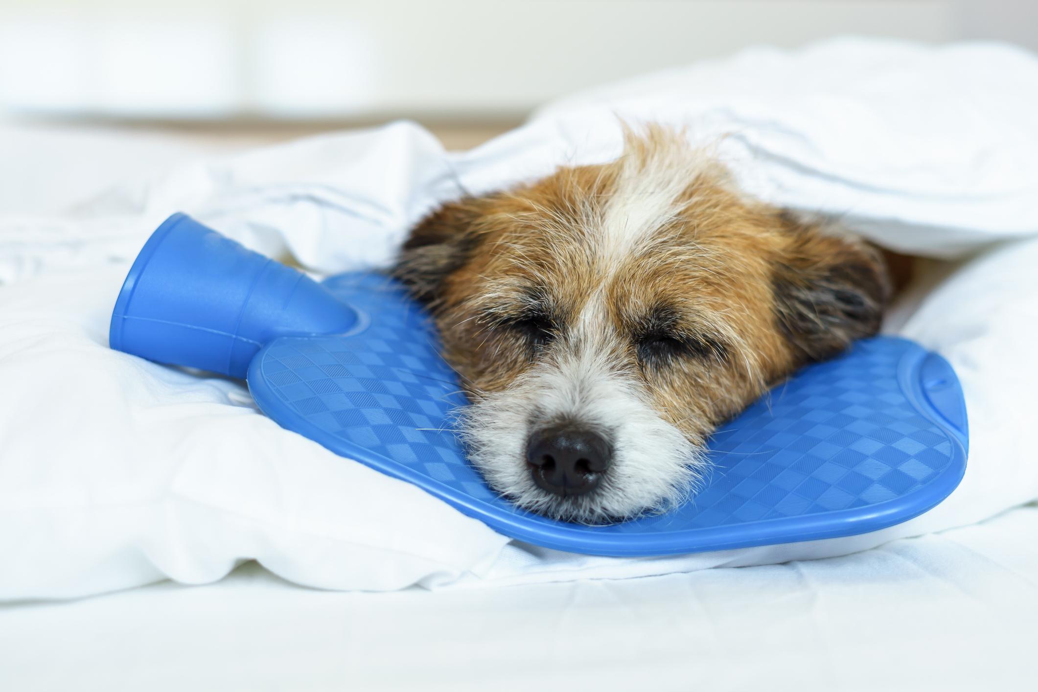 A sleeping brown-and-white dog lays on a blue hot water bottle