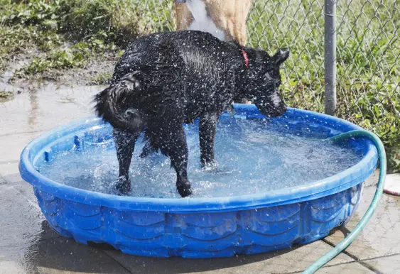 Black dog cools off in a blue kiddie pool filled with water