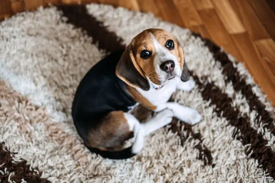 A Beagle looks up at the camera while sat on a rug
