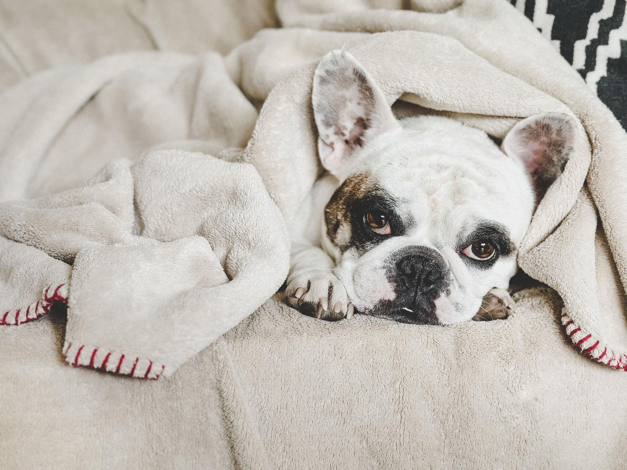 A french bull dog wrapped in a furry beige blanket