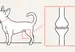 Luxating patella in dogs - Hero Image