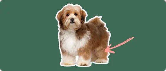 Brown Havanese with a pink arrow drawn to its knee