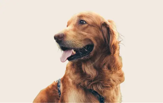Image of a middle-aged Golden Retriever looking to the side