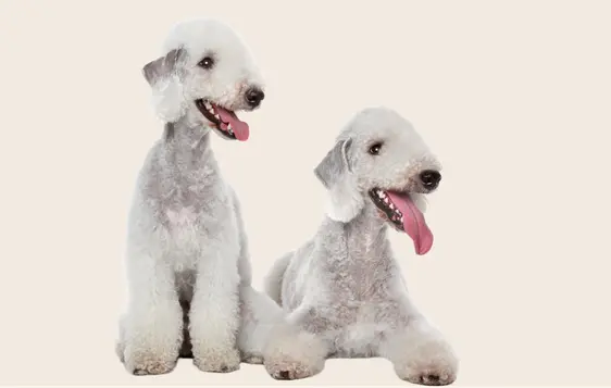 Image of two white Bedlington Terriers