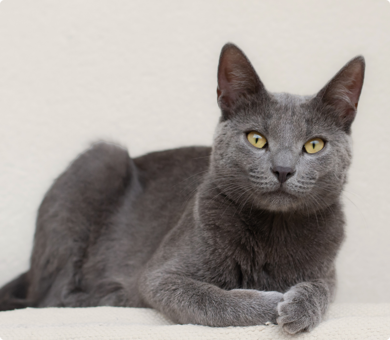 Russian Blue