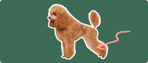 Image of a brown Toy Poodle with a pink arrow drawn to its knee