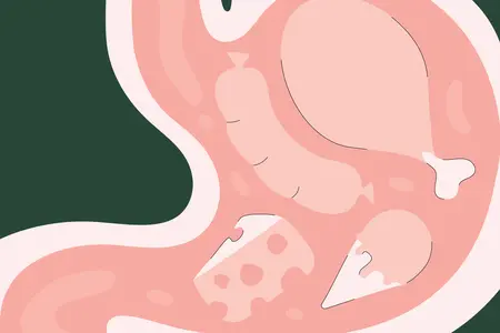 An illustration of a dog's stomach contents, featuring a green background and showing items like a bone, a piece of cheese, and an ice cream cone inside the stomach