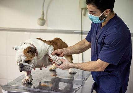 Dog receiving treatment from a veterinarian