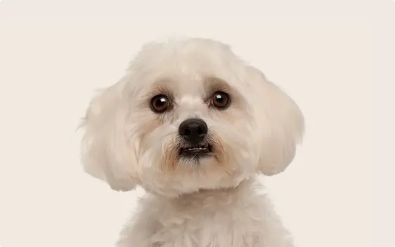 Maltese