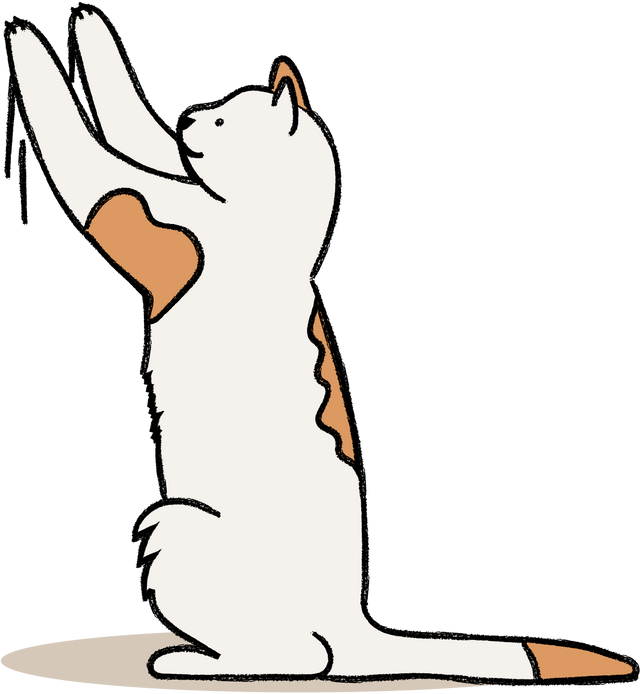  Katt kliar sig