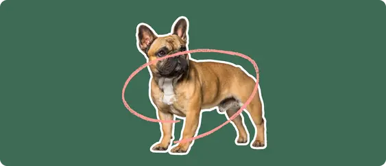 French bulldog