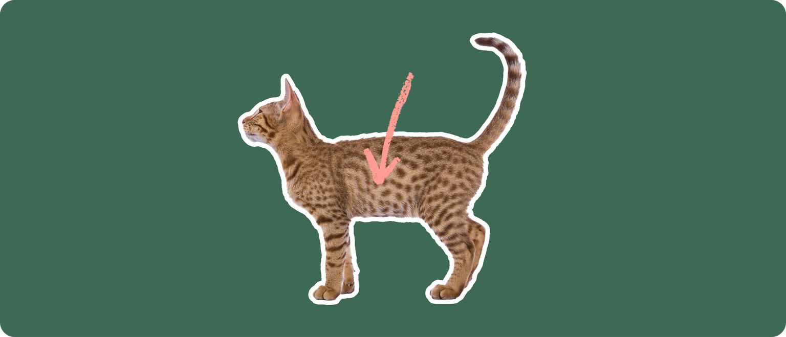An Ocicat cut out with a white outline, with a pink arrow pointing to the center of it's body, on a solid green background