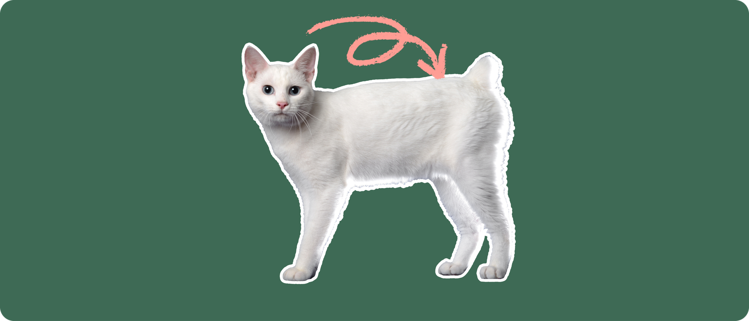 A white Japanese Bobtail cat cut out with a white outline, with a pink arrow pointing to it's back, on a solid green background