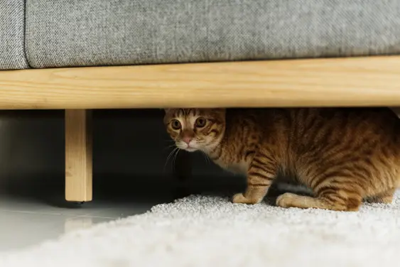 anxious orange striped cat hiding under gray and natural wood couch