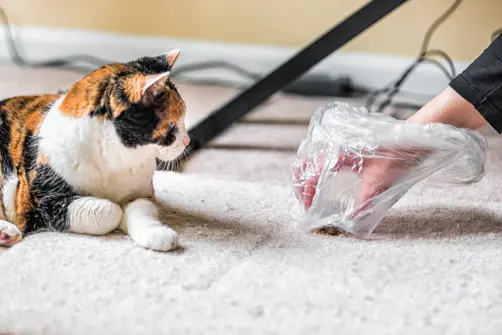 A ginger, black and white cat looks on as their owner picks up a hairball with a plastic bag