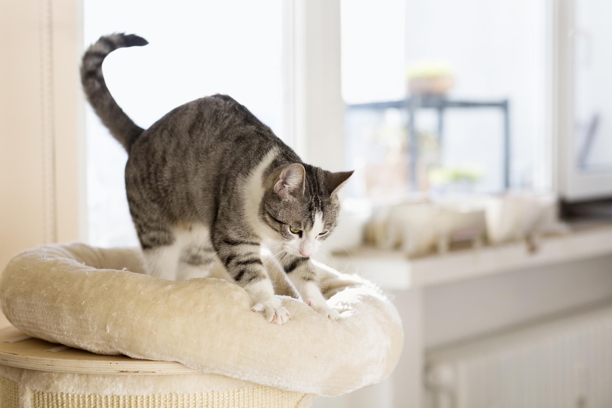 Image of a grey-and-white cat kneading on its bed