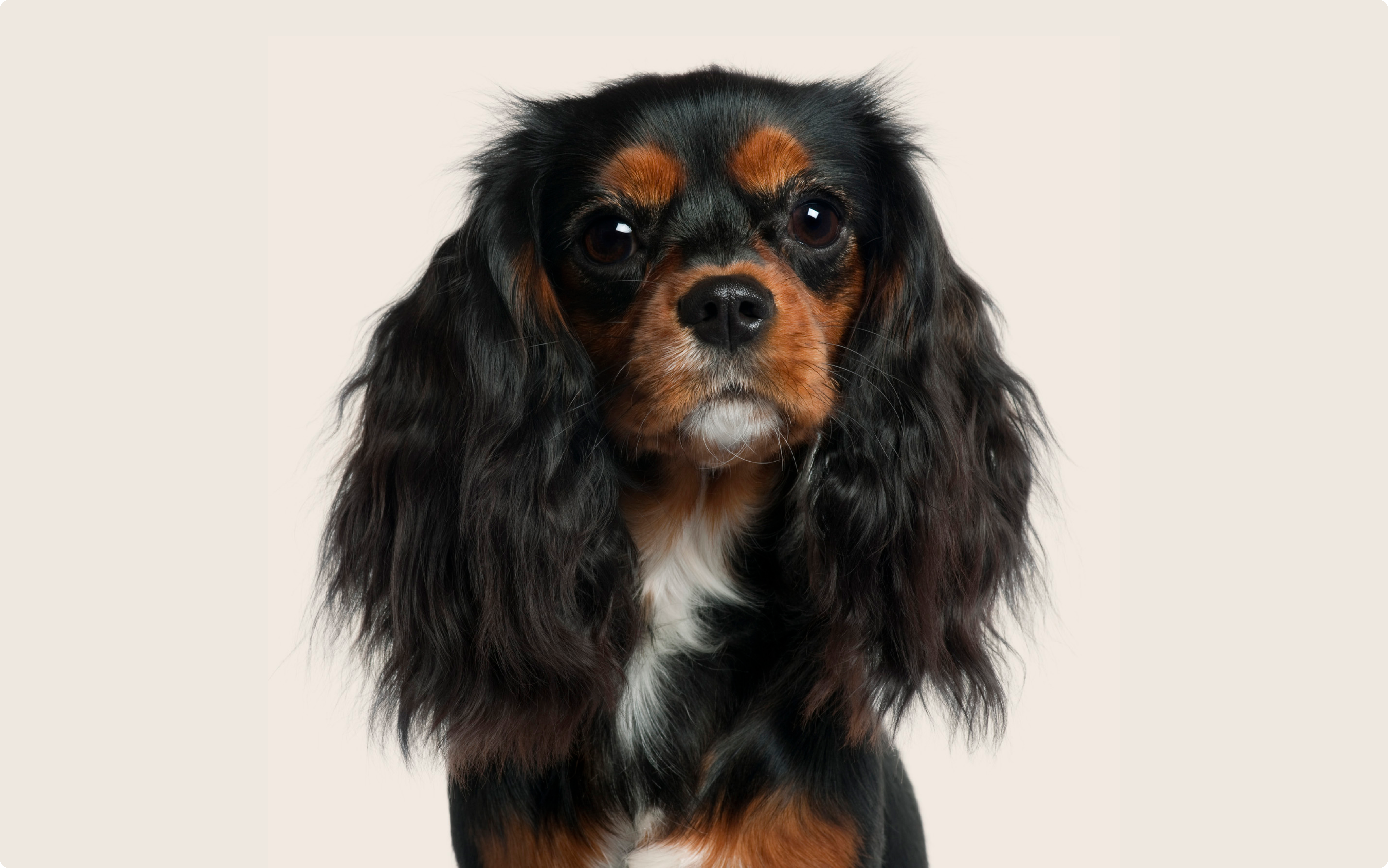 A close-up of a Cavalier King Charles Spaniel with a black, brown, and white coat, long wavy ears, and dark expressive eyes, sitting against a light beige background and looking directly at the camera.