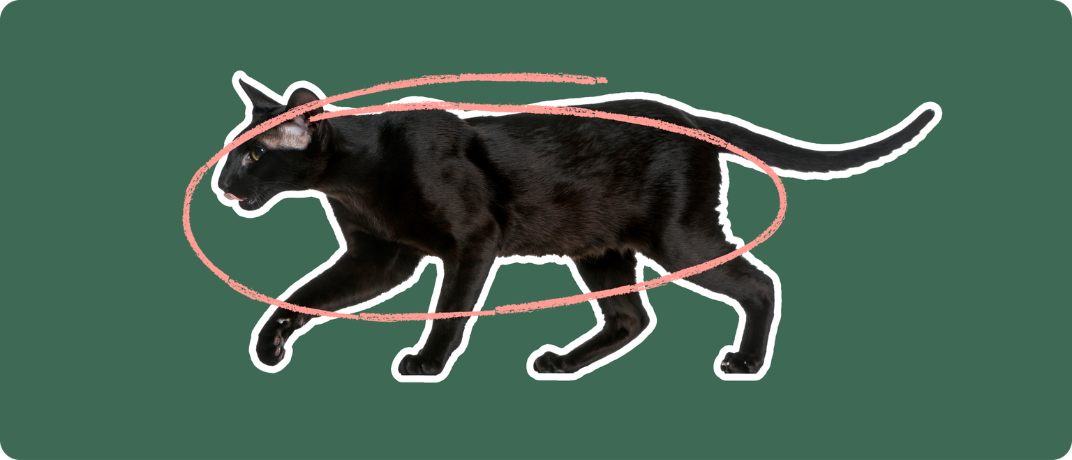 A black Oriental Shorthair cat on a green background with a pink circle around it's body