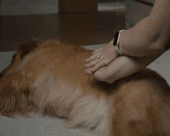 abdominal thrusts or heimlich manueuver on choking dog