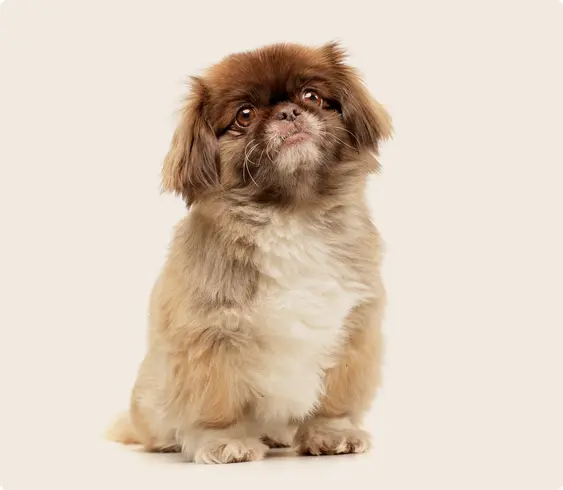 Image of a brown Pekingese sitting down