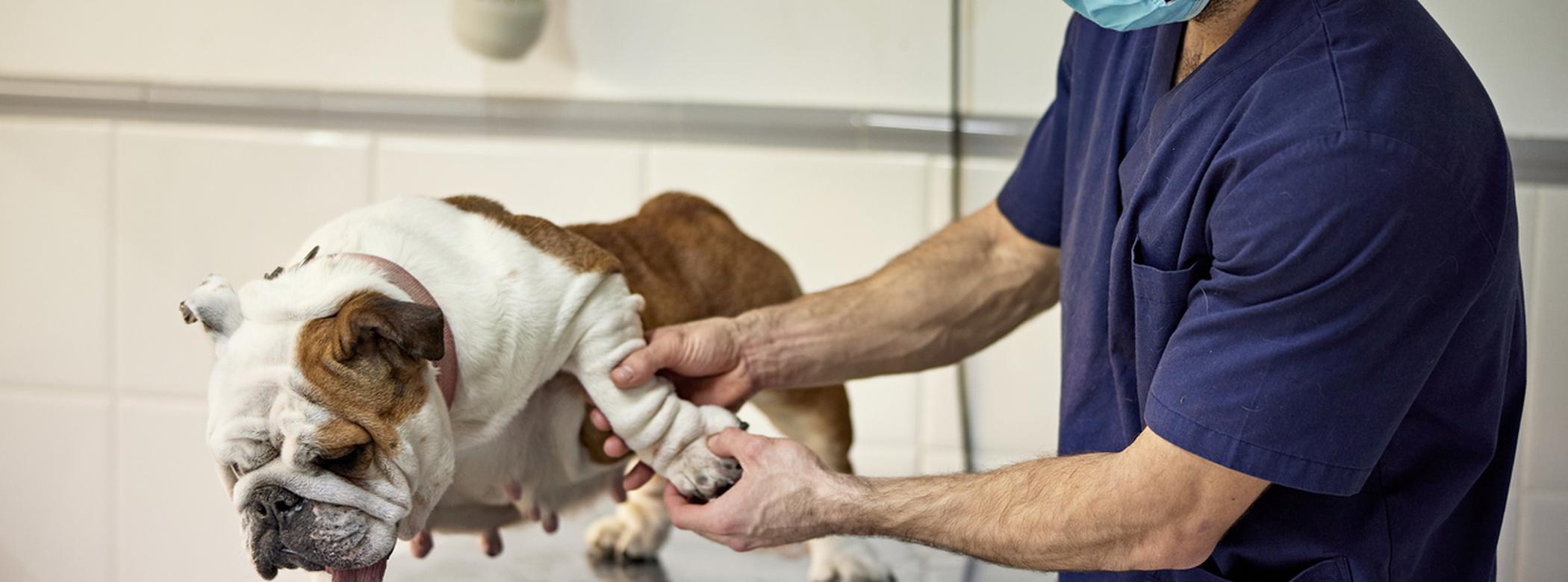 Dog receiving treatment from a veterinarian