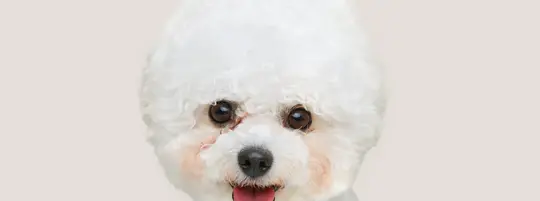 Bichon Frise
