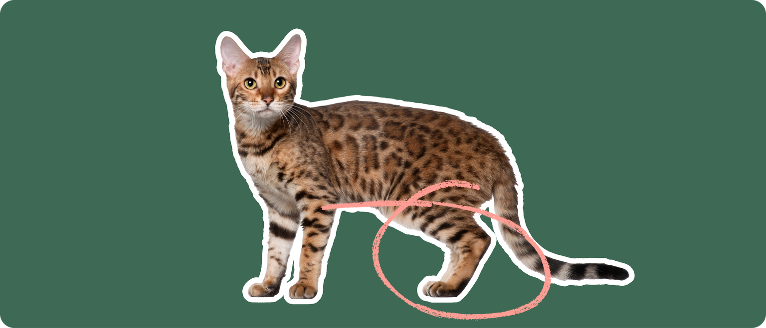 A Bengal cat stands alert, with a pink squiggly line highlighting its knee area, suggesting a focus on a potential luxating patella condition, a common joint issue where the kneecap moves out of its normal location.