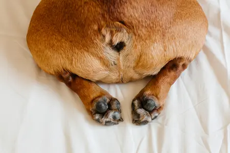 Dog anal glands
