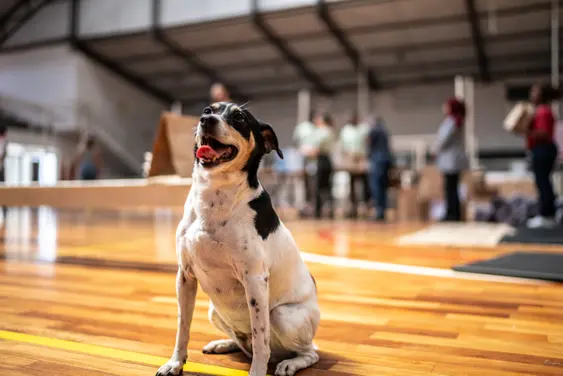 A cheerful black and white dog sitting on a polished wooden floor indoors, tongue out and looking up with a joyful expression. The background is softly blurred, showing people and agility equipment, suggesting the setting is a dog training facility or event.
