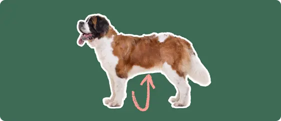 The sideview of a Saint Bernard dog standing, cut out with a white outline, with a pink arrow pointing to it's stomach, on a solid green background