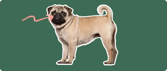 Pug