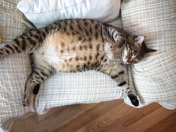 Image of a heavily pregnant cat lying on her back