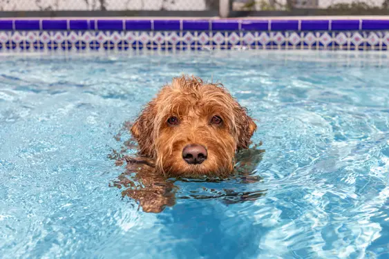 brown poodle mix swims in pool