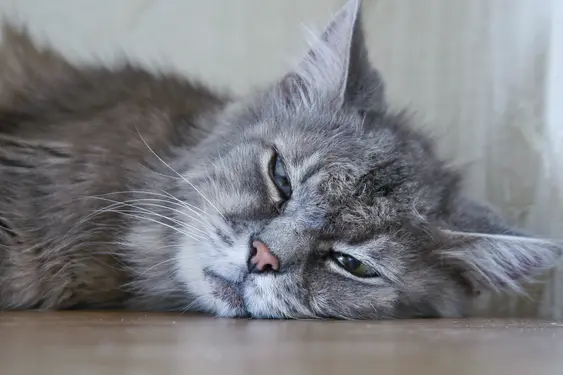 Close up of a furry grey cat looking lethargic, laying on a wooden floor