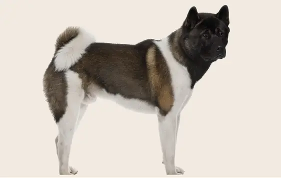 Side profile of a brown-and-black Akita