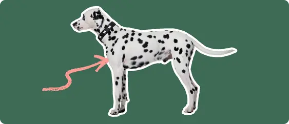 Image of a black-and-white Dalmatian with a pink arrow pointed at its chest