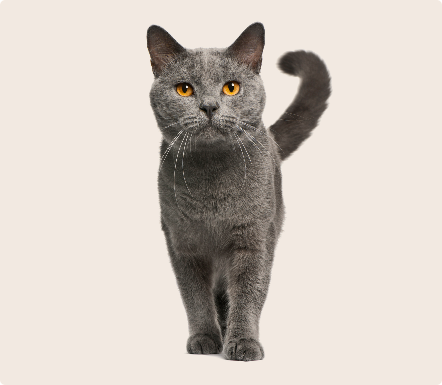 A grey cat with orange eyes looking at the camera on a beige background