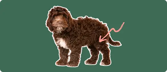 cockapoo