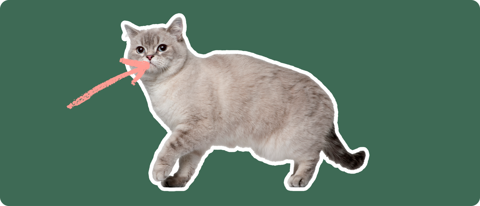 Siberian Cat
