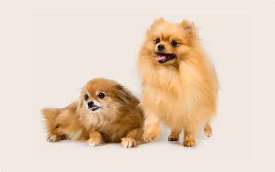 Pomeranians