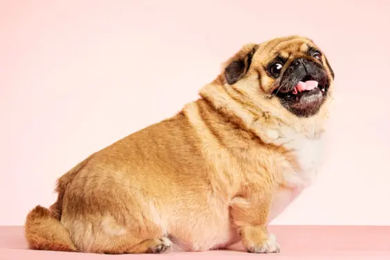A very overweight pug looks at the camera
