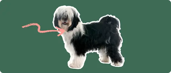 Tibetan Terrier with a pink arrow drawn to its neck
