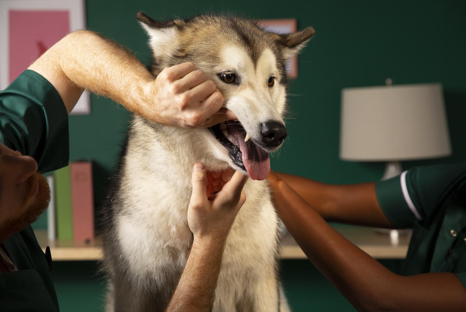 Vet inspecting a Husky's teeth